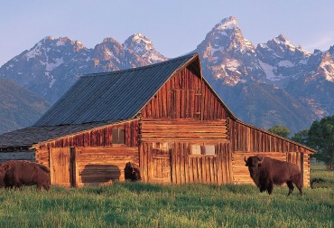 In 1923, in light of unchecked development in front of the majestic Tetons,  a meeting was held at Maud Noble’s Cabin,  it was decided by local ranchers and businessmen that they wanted to preserve the valley as a 'museum on the hoof.' This set in motion the conservation and preservation of this mountain valley, which in 1929 congress created Grand Teton National Park.  Today, it’s a national treasure in our backyard, from wildlife watching to recreation, its one of most accessible National Parks for all types of residents and visitor’s alike.
