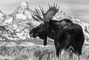 The Outsized Reasons Why You Will Fall in Love with Jackson Hole ...