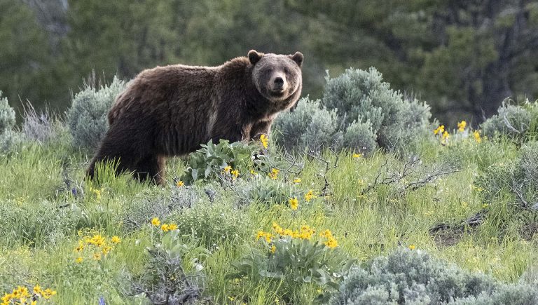 Grizzly Bears in Grand Teton National Park - Jackson Hole Real Estate ...