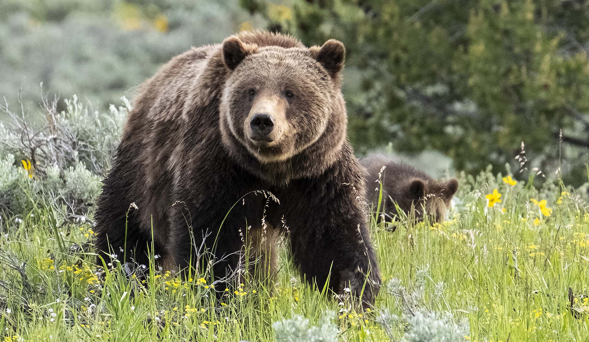 Grizzly Bears in Grand Teton National Park - Jackson Hole Real Estate